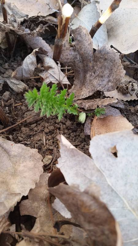 28871777_10211589631071845_6904268380539191296_o